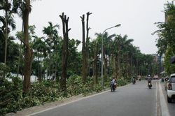 Hé lộ lý do chuyển 96 cây hoa sữa từ Hồ Tây về bãi rác Nam Sơn