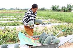 Dưa hấu được giá