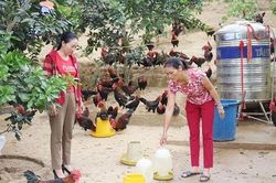Hỗ trợ sinh kế cho phụ nữ dân tộc thiểu số: Khơi dậy ý chí thoát nghèo