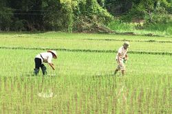 Khắc phục ngộ độc hữu cơ và diệt trừ ốc bươu vàng hại lúa non