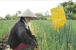 Kinh tế Nông nghiệp - Nông thôn Bẫy dính sinh học bảo vệ hành lá