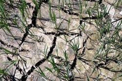 Gần 3.000 ha lúa ở Thừa Thiên Huế phải chuyển đổi, bỏ hoang do hạn hán