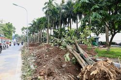Hà Nội: Hoàn tất đánh chuyển 96 cây hoa sữa trên phố Trích Sài trong tháng 8