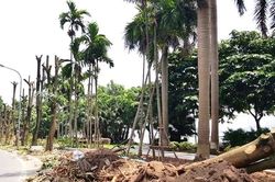 Hà Nội chuyển 'hương' hoa sữa từ hồ Tây lên bãi rác Nam Sơn