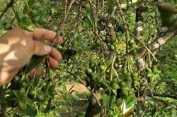 Tại sao hồi Lạng Sơn mất dần thị trường Châu Âu, Trung Đông?