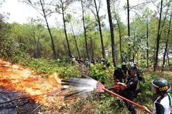 Rừng thông cạnh trung tâm TP.Huế bốc cháy dữ dội
