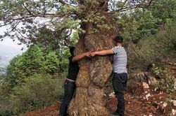 Đại gia đi bộ 2 ngày, mất hơn tỷ rước 'quái kiệt' trong rừng về chơi