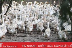 Dịch tả lợn châu Phi lan rộng, nông dân Hà Tĩnh chuyển hướng chăn nuôi