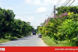 Rực rỡ đường hoa nông thôn Phú Thành