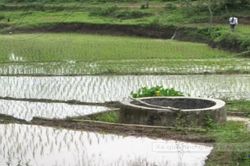 Xa quê nhớ giếng làng