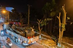 Trắng đêm bứng gốc, di dời gần 100 cây hoa sữa ven Hồ Tây lên bãi rác Nam Sơn