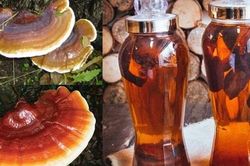 Tác dụng của rượu nấm lim xanh và cách ngâm đúng