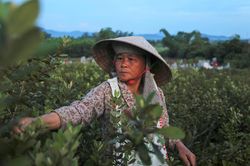 Nông dân đổ xô lên núi hái sim lúc rạng sáng