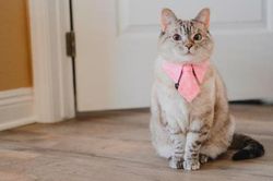 Làm giàu nhờ bầy thú cưng nổi tiếng nhất trên Instagram
