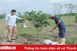 Kết quả bước đầu từ sản xuất nông nghiệp ứng dụng công nghệ cao tại huyện Thường Xuân