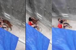 Sang nhà cháu ngoại chơi, bà cụ bị chó dữ lao ra cắn xé