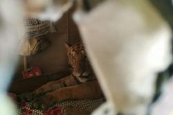 Vừa mở cửa, chủ nhà 'chết đứng' nhìn hổ cái chễm chệ trên giường