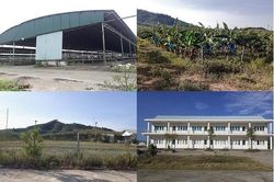 Trại bò nghìn tỷ liên quan ông Trần Duy Tùng giờ thành vườn chuối