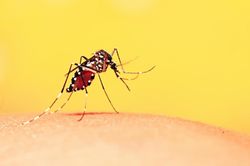 Điều trị sốt xuất huyết bằng y học cổ truyền
