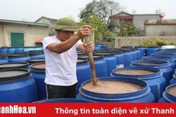 Xã Ninh Hải phát triển sản xuất, nâng cao thu nhập cho người dân
