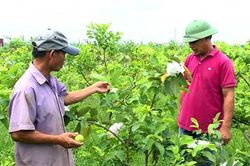 HTX Kim Tiến: Đẩy mạnh sản xuất theo hướng an toàn