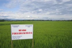 Kinh tế Nông nghiệp - Nông thôn Hướng dẫn biện pháp sản xuất lúa 'ba giảm, ba tăng'
