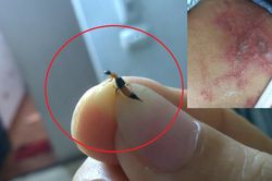 Mùa mưa đến, cẩn trọng với kiến ba khoang