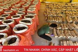 Singapore lại bắt lô hàng vảy tê tê, ngà voi khủng trên đường về Việt Nam