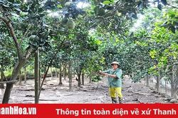 Người bệnh binh làm kinh tế giỏi
