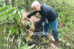 Phát hiện xác bò tót nặng 800kg