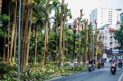Phó Chủ tịch quận Tây Hồ, Hà Nội: 100% cử tri đồng ý chuyển hàng cây hoa sữa lên trồng ở bãi rác Nam Sơn