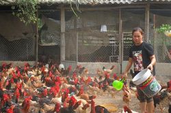 Công đoàn viên huyện Ba Vì: Thoát nghèo nhờ Quỹ trợ vốn