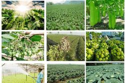 Đề xuất quy định về lưu mẫu cây trồng
