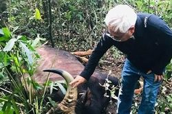 Đồng Nai: Làm rõ nguyên nhân bò tót nặng 800 kg chết trong khu bảo tồn