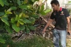 Thấy mèo cưng chạy tới bụi rậm rồi kêu thảm thiết, người đàn ông phát hiện sự thật kinh hoàng