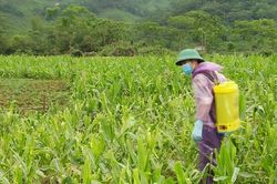 Dịch bệnh tấn công cây trồng