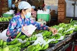 Over 491 million USD invested in processing farm produce in H1