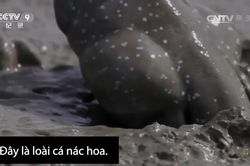 Loài cá 'dị' có thể trườn bò trên cạn kiếm ăn