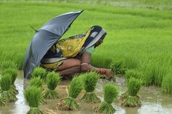 Hàng loạt nữ nông dân Ấn Độ triệt sản ở độ tuổi 20 để dành sức lao động