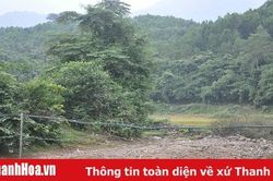 Xử lý 248 vụ mua bán, vận chuyển và chế biến lâm sản trái phép