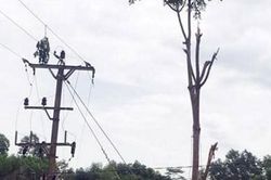Người đàn ông chặt cây bị điện giật tử vong