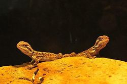 Cận cảnh những loài bò sát nuôi cảnh vừa độc vừa lạ tại Hà Nội