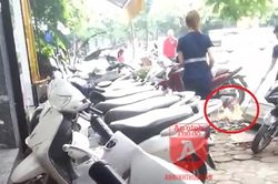 Hi hữu cảnh hóa vàng 'điếc không sợ súng' giữa hàng loạt xe máy