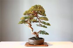 Lý giải nguyên nhân cây cảnh bonsai lại có giá trên trời