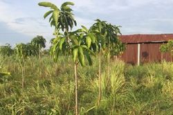 Bắc Bình - Bình Thuận:Tranh thủ 'lập vườn' đón Dự án cao tốc Bắc - Nam