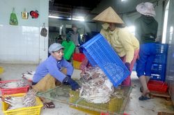 Gia tăng chuỗi giá trị cho ngành nông nghiệp