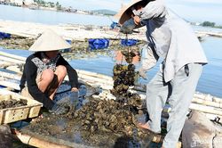 Nông dân Nghệ An thu hoạch con hàu biển lãi ngót trăm triệu/hộ