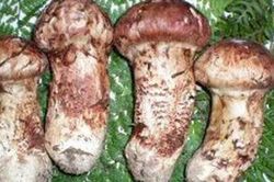 Mùa ăn chay bàng hoàng với những cây nấm giá khoảng 5 chỉ vàng/kg