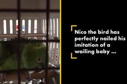 Video vẹt giả tiếng khóc em bé như thật