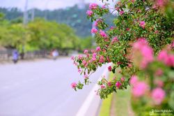 Thành phố Vinh ngập tràn sắc hoa trong nắng nóng